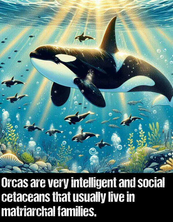 live: Orcas are very intelligent and social cetaceans that usually live in matriarchal families.