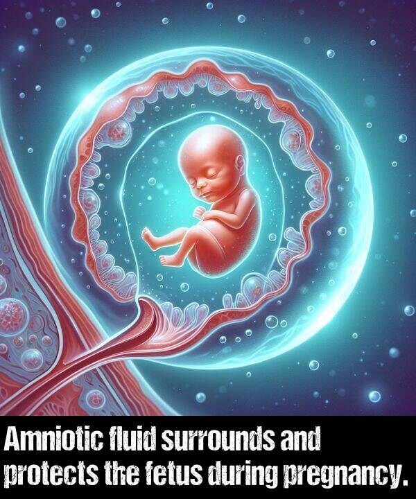 during: Amniotic fluid surrounds and protects the fetus during pregnancy.