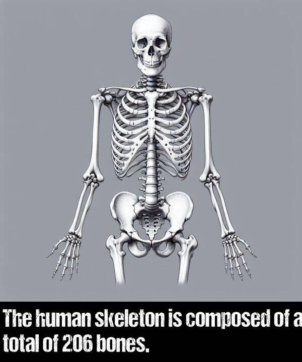 bones: The human skeleton is composed of a total of 206 bones.