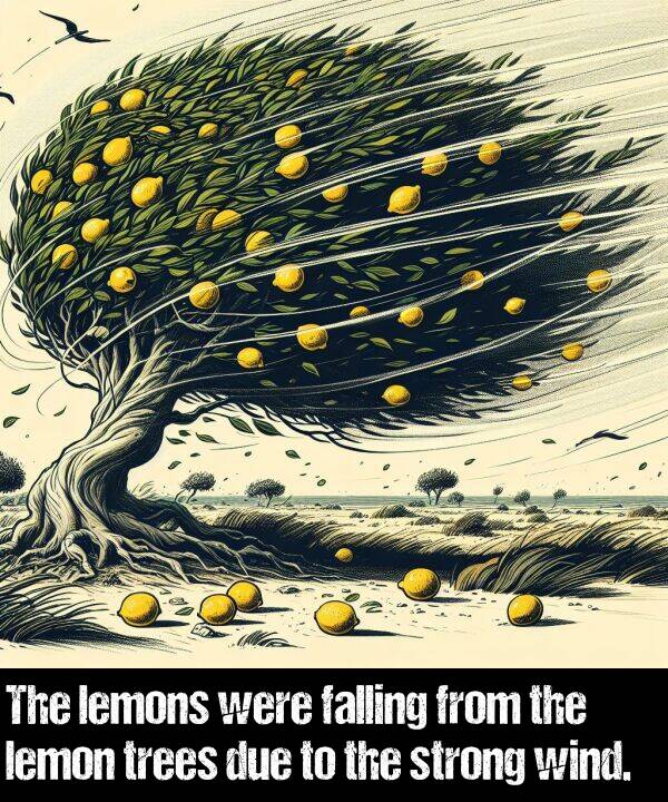 lemons: The lemons were falling from the lemon trees due to the strong wind.
