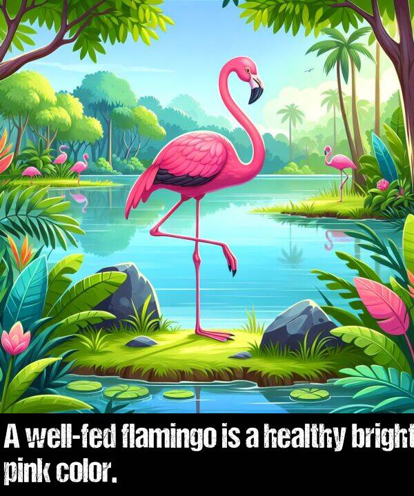 bright: A well-fed flamingo is a healthy bright pink color.