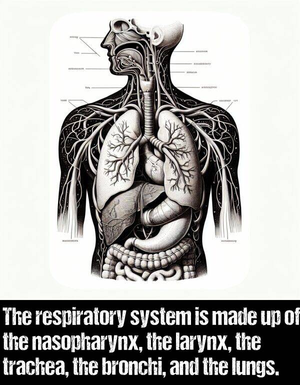 larynx: The respiratory system is made up of the nasopharynx, the larynx, the trachea, the bronchi, and the lungs.