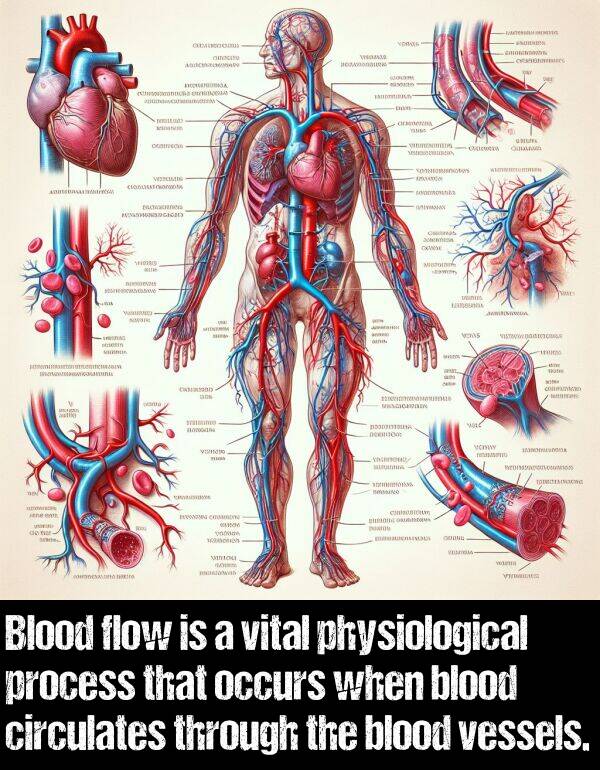 blood: Blood flow is a vital physiological process that occurs when blood circulates through the blood vessels.