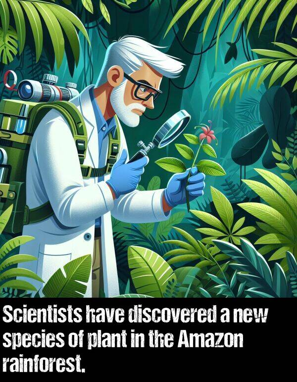 rainforest: Scientists have discovered a new species of plant in the Amazon rainforest.