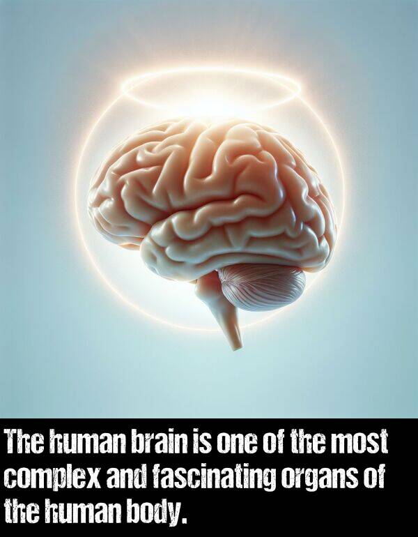 brain: The human brain is one of the most complex and fascinating organs of the human body.