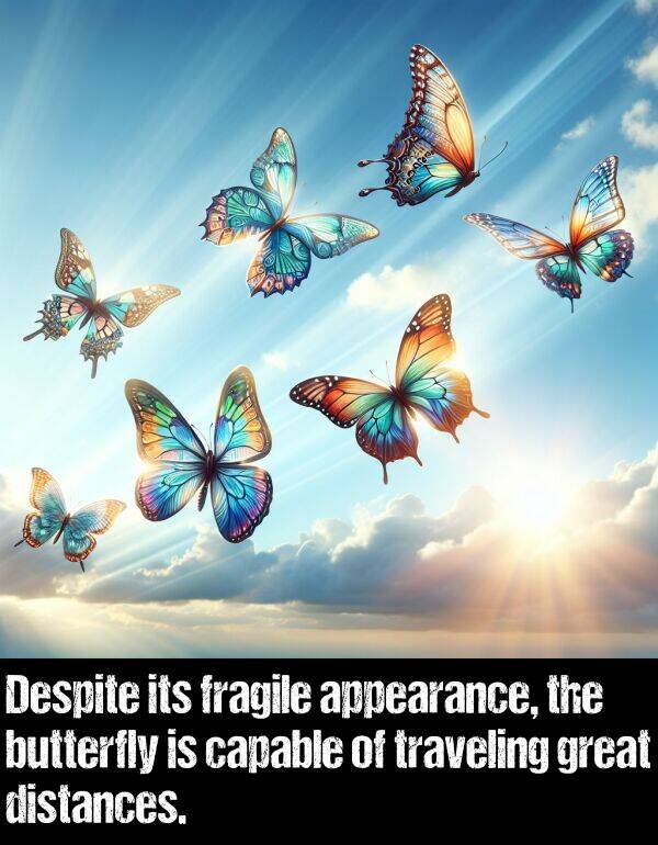 butterfly: Despite its fragile appearance, the butterfly is capable of traveling great distances.