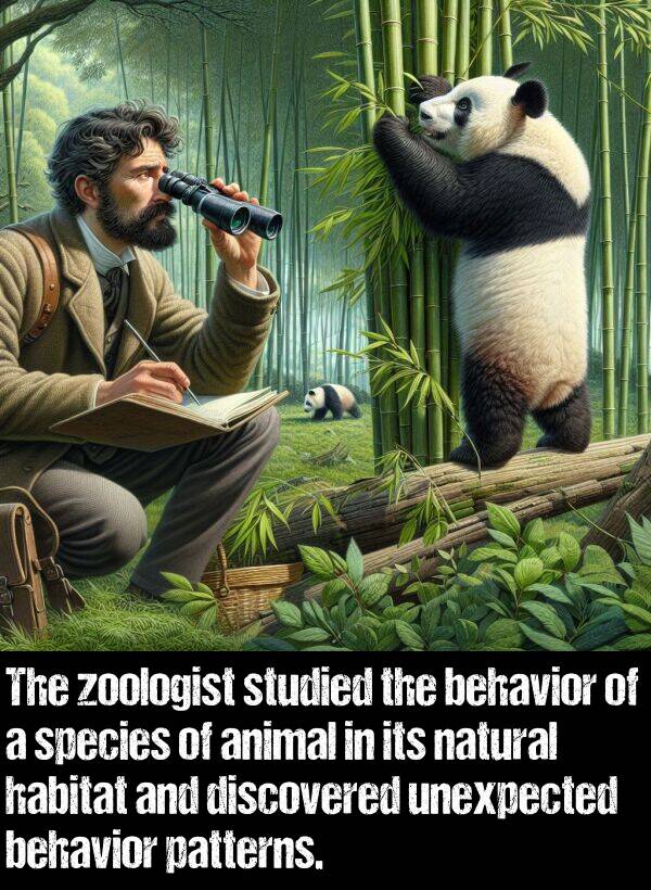 zoologist: The zoologist studied the behavior of a species of animal in its natural habitat and discovered unexpected behavior patterns.