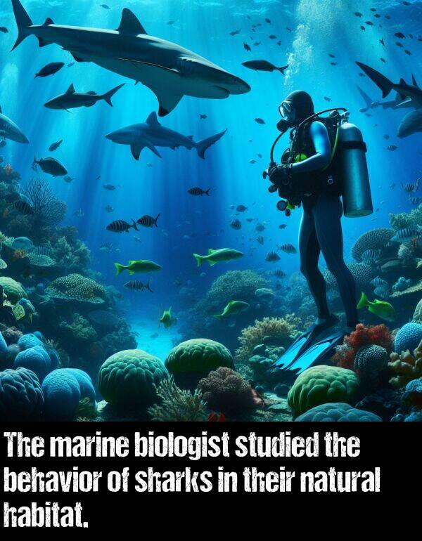 behavior: The marine biologist studied the behavior of sharks in their natural habitat.