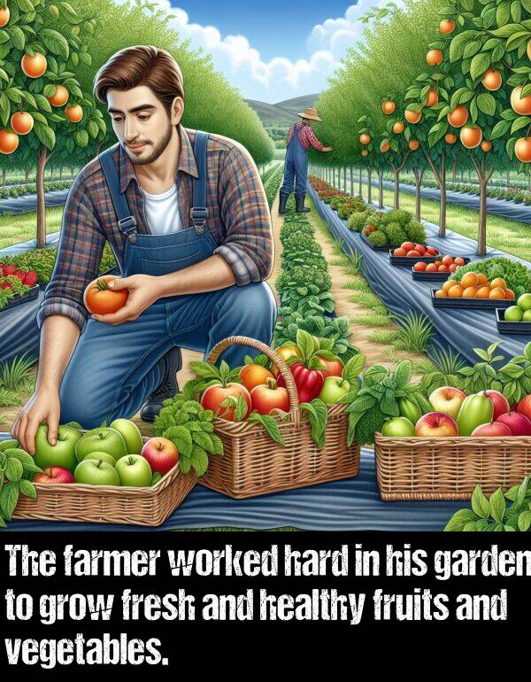 worked: The farmer worked hard in his garden to grow fresh and healthy fruits and vegetables.