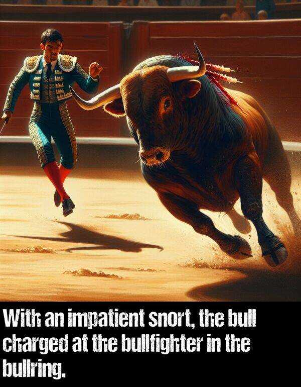 bull: With an impatient snort, the bull charged at the bullfighter in the bullring.