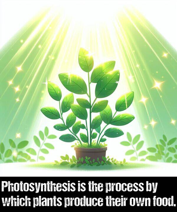 which: Photosynthesis is the process by which plants produce their own food.