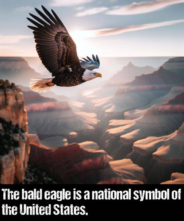 bald: The bald eagle is a national symbol of the United States.