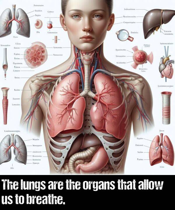 are: The lungs are the organs that allow us to breathe.
