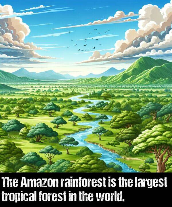 largest: The Amazon rainforest is the largest tropical forest in the world.