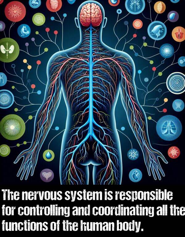 body: The nervous system is responsible for controlling and coordinating all the functions of the human body.