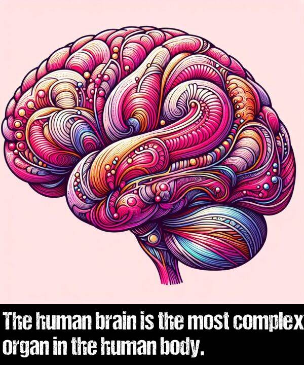 brain: The human brain is the most complex organ in the human body.