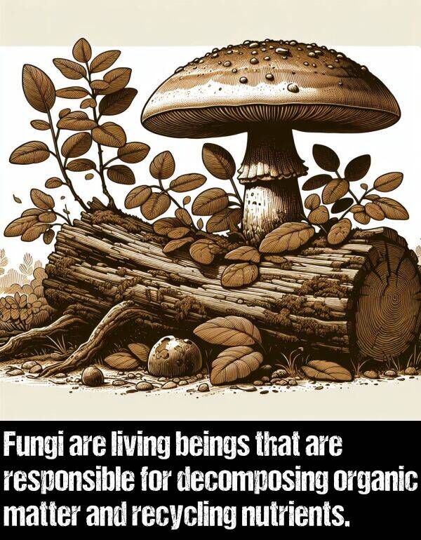 living: Fungi are living beings that are responsible for decomposing organic matter and recycling nutrients.