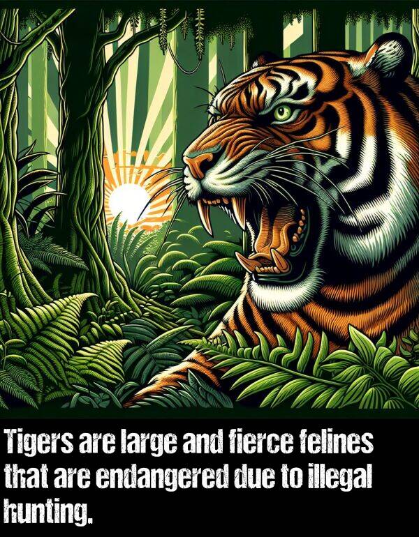 large: Tigers are large and fierce felines that are endangered due to illegal hunting.