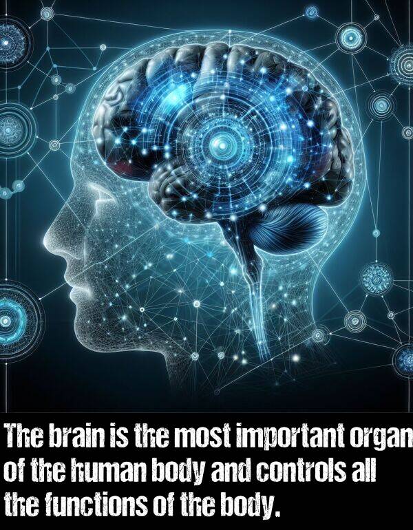 brain: The brain is the most important organ of the human body and controls all the functions of the body.
