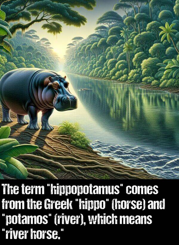 which: The term "hippopotamus" comes from the Greek "hippo" (horse) and "potamos" (river), which means "river horse."