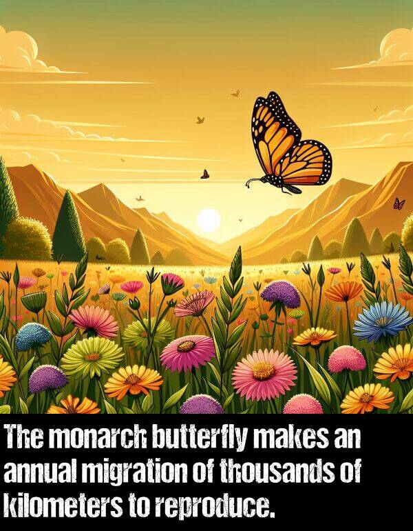 butterfly: The monarch butterfly makes an annual migration of thousands of kilometers to reproduce.