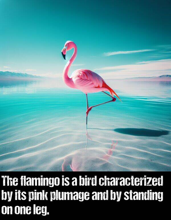 leg: The flamingo is a bird characterized by its pink plumage and by standing on one leg.