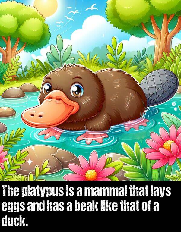 lays: The platypus is a mammal that lays eggs and has a beak like that of a duck.