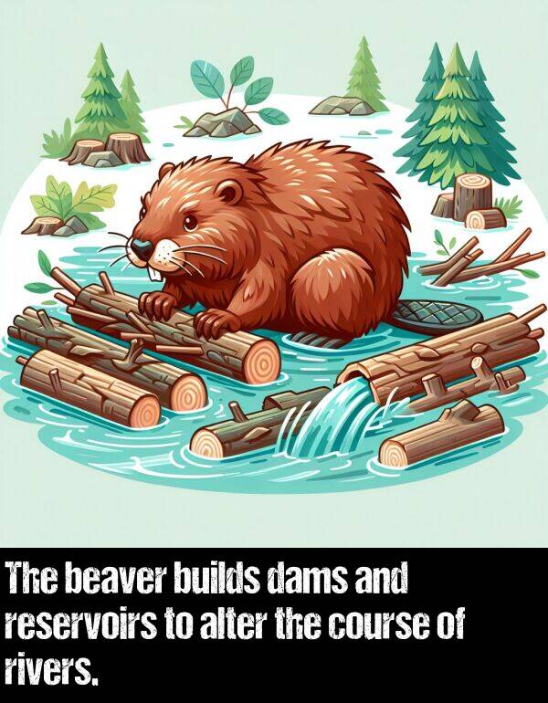 rivers: The beaver builds dams and reservoirs to alter the course of rivers.
