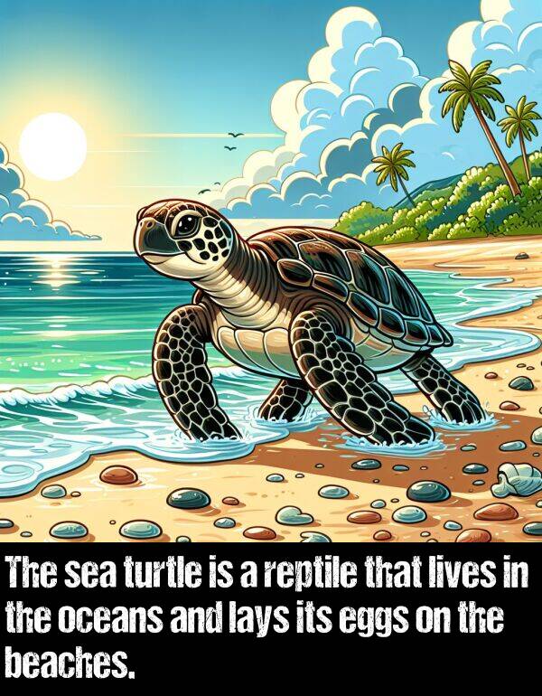lays: The sea turtle is a reptile that lives in the oceans and lays its eggs on the beaches.