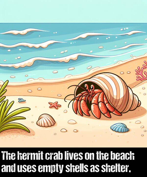 lives: The hermit crab lives on the beach and uses empty shells as shelter.