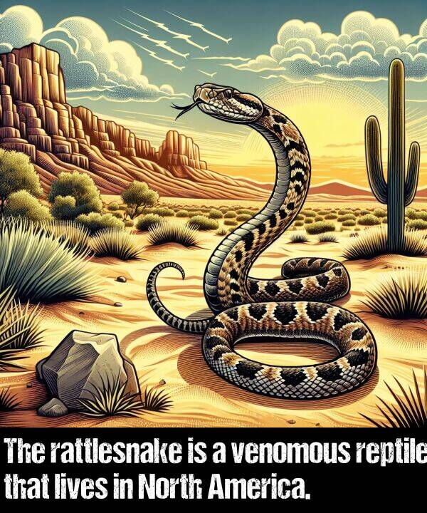 lives: The rattlesnake is a venomous reptile that lives in North America.