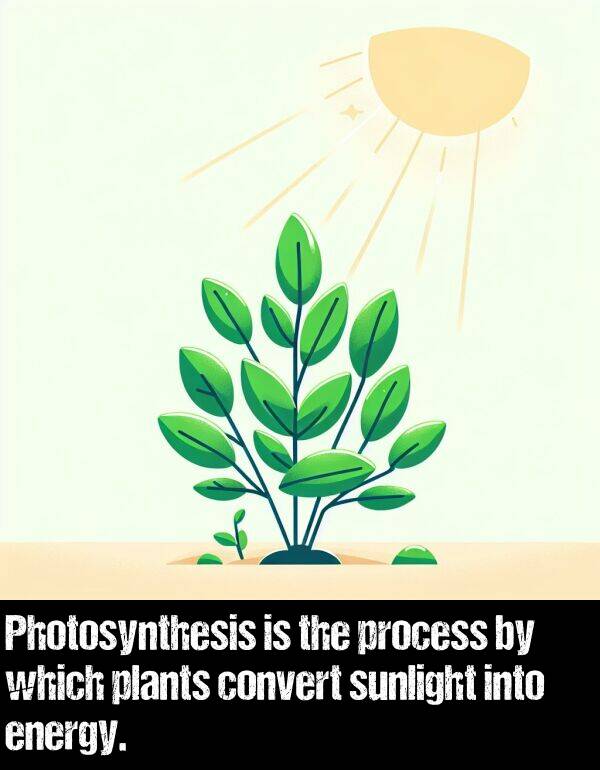 which: Photosynthesis is the process by which plants convert sunlight into energy.