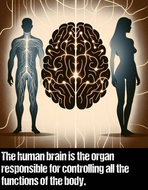 brain: The human brain is the organ responsible for controlling all the functions of the body.