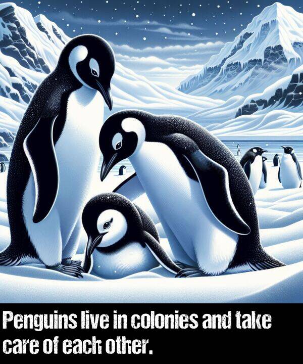 each: Penguins live in colonies and take care of each other.