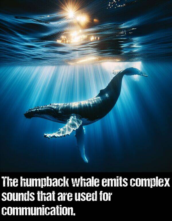 sounds: The humpback whale emits complex sounds that are used for communication.