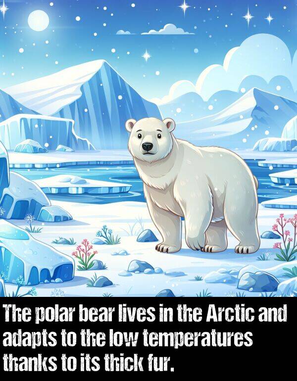 adapts: The polar bear lives in the Arctic and adapts to the low temperatures thanks to its thick fur.