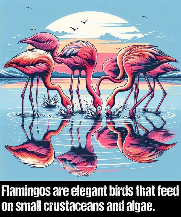birds: Flamingos are elegant birds that feed on small crustaceans and algae.