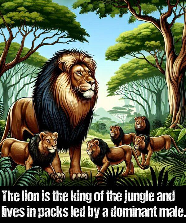 led: The lion is the king of the jungle and lives in packs led by a dominant male.