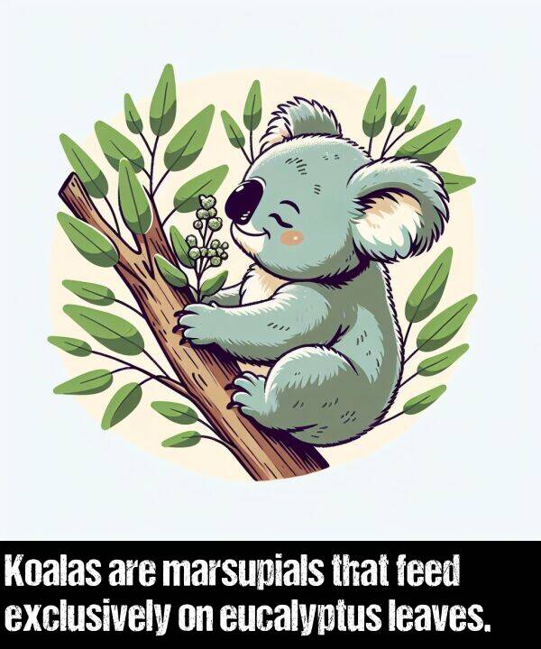 feed: Koalas are marsupials that feed exclusively on eucalyptus leaves.