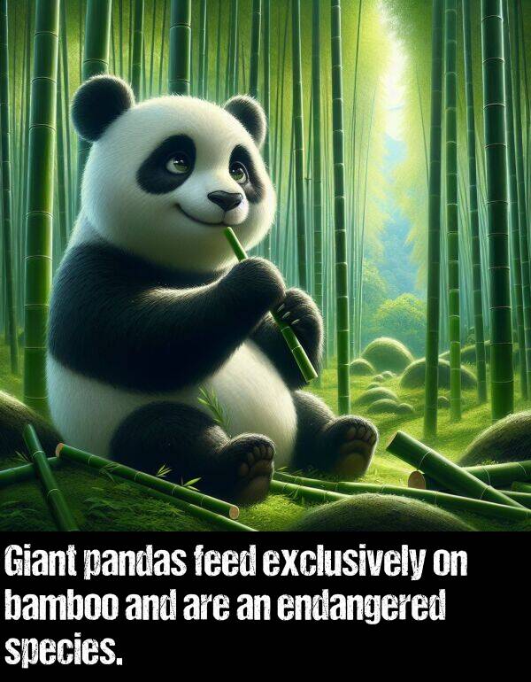bamboo: Giant pandas feed exclusively on bamboo and are an endangered species.