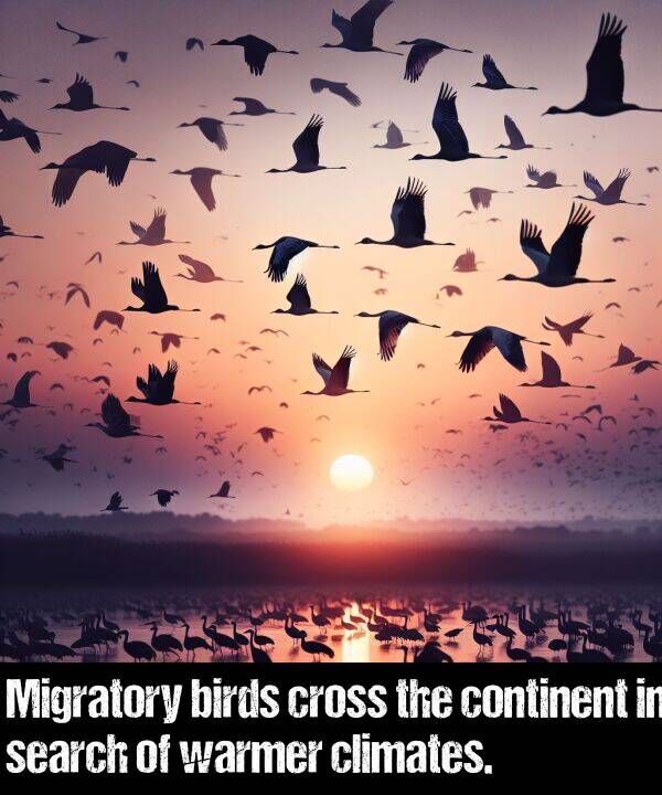 birds: Migratory birds cross the continent in search of warmer climates.