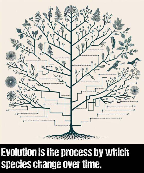 which: Evolution is the process by which species change over time.