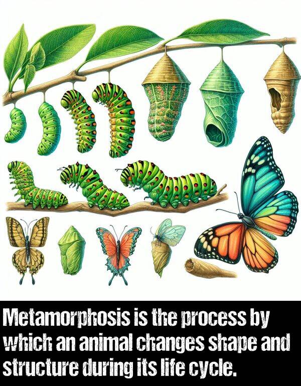 which: Metamorphosis is the process by which an animal changes shape and structure during its life cycle.
