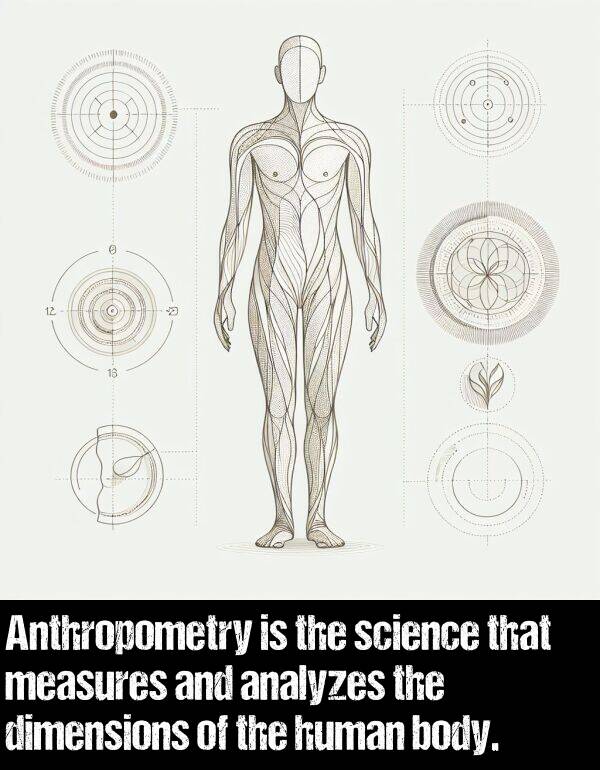body: Anthropometry is the science that measures and analyzes the dimensions of the human body.