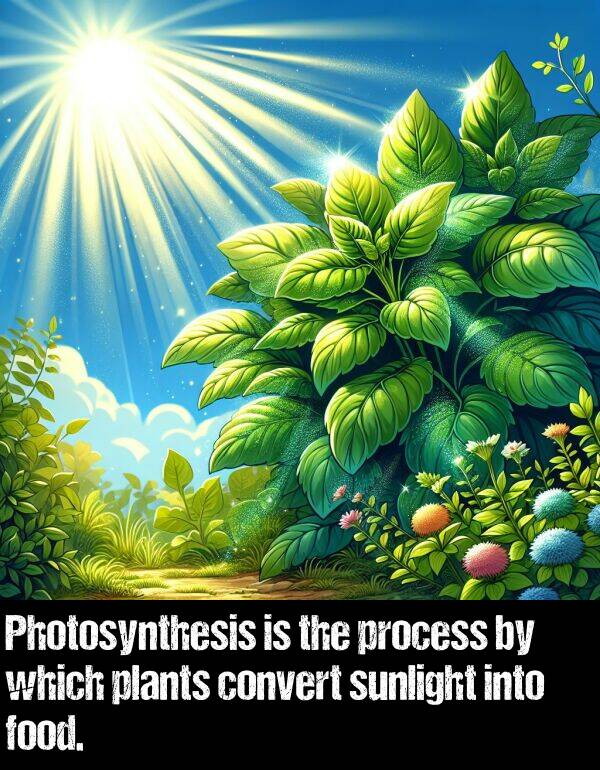 which: Photosynthesis is the process by which plants convert sunlight into food.