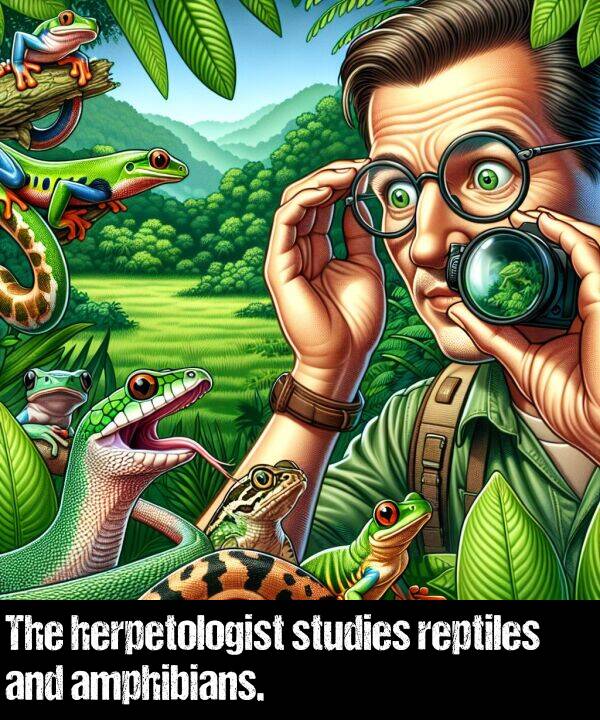 studies: The herpetologist studies reptiles and amphibians.