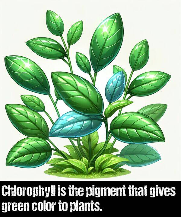 gives: Chlorophyll is the pigment that gives green color to plants.
