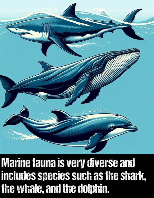 fauna: Marine fauna is very diverse and includes species such as the shark, the whale, and the dolphin.