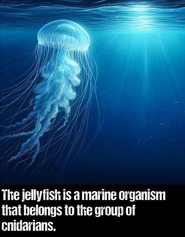 cnidarians: The jellyfish is a marine organism that belongs to the group of cnidarians.