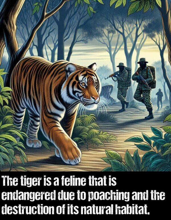 natural: The tiger is a feline that is endangered due to poaching and the destruction of its natural habitat.